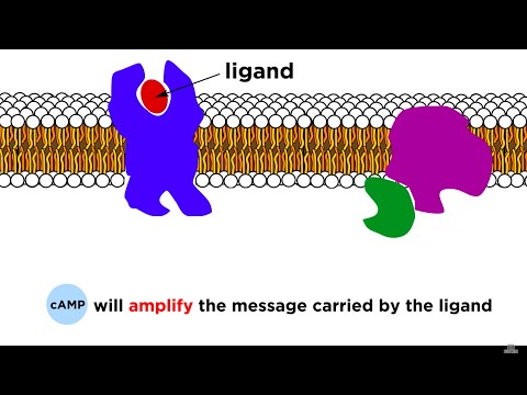 Receptors: Signal Transduction and Phosphorylation Cascade