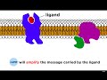 Receptors Signal Transduction And Phosphorylation Cascade