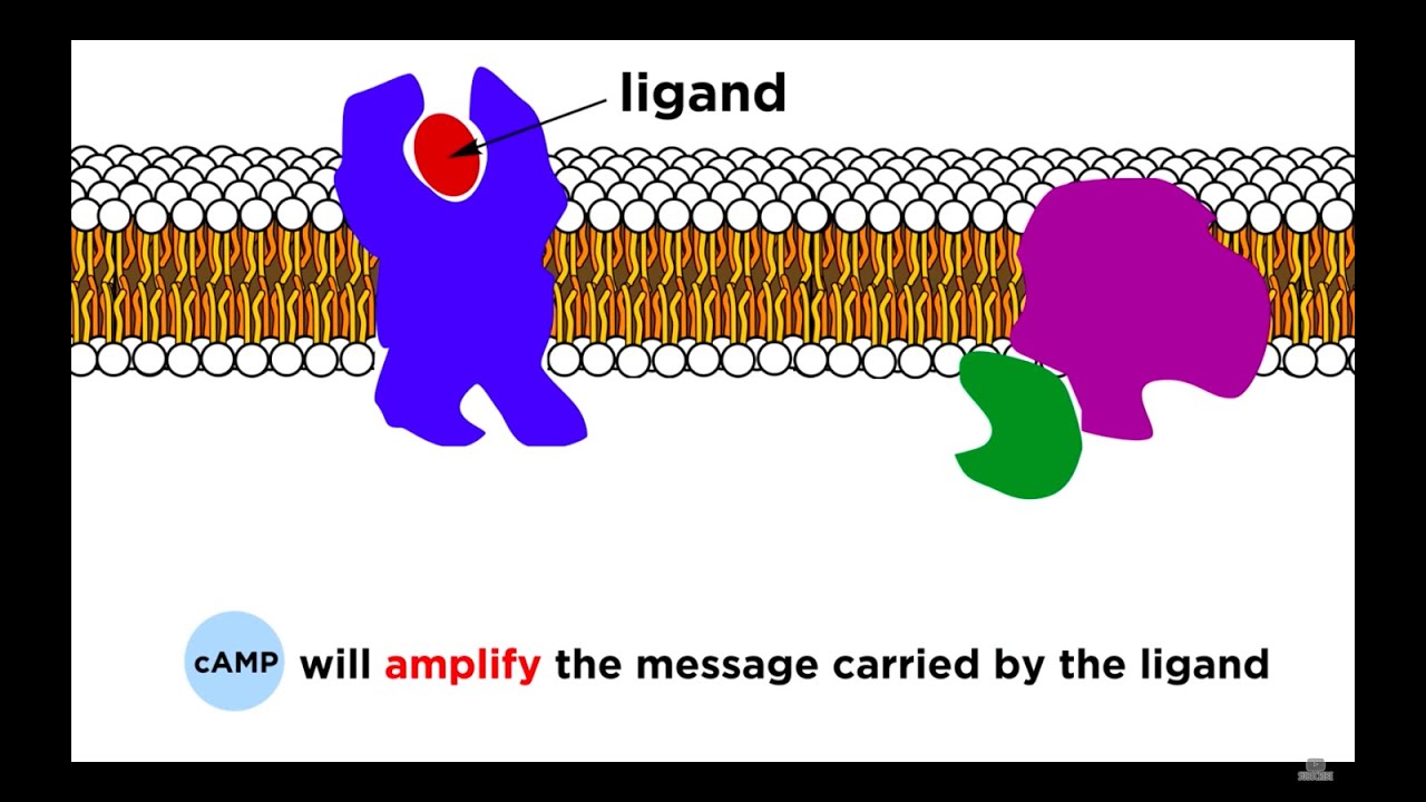 Receptors: Signal Transduction and Phosphorylation Cascade