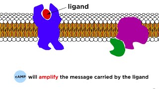 Receptors: Signal Transduction and Phosphorylation Cascade