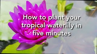 How to plant a tropical waterlily|waterlily secrets