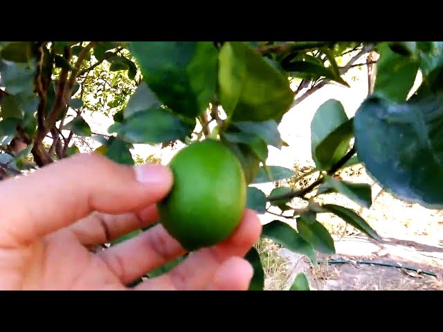Video pronuncia di Psidium cattleianum in Inglese
