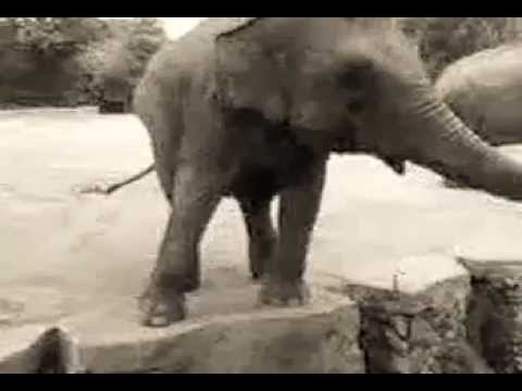 Elephant danse !!!