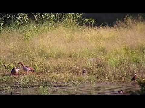 Djuma: Egyptian Geese, White-faced Ducks and Blacksmith Lapwing - 07:23  - 01/22/21