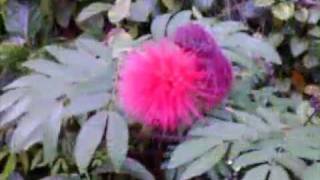 Schandmaul - Herren der Winde