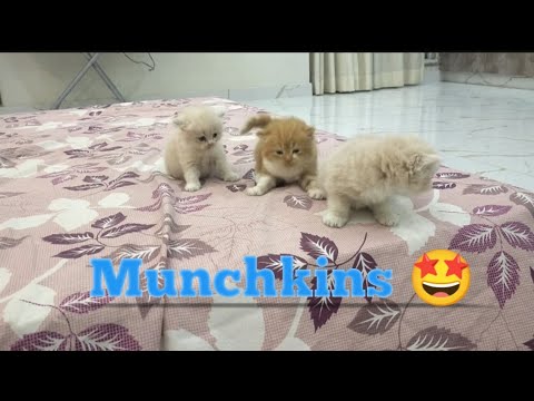cute munchkins on the bed|SnowBell, Ginger and Lily trying to Jump off the bed|#cute #cutecat