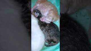 Download lagu jejeran yaw #cat #nizamkucinglucu #kucingbelangtiga #kucinglucu #kucinganggoralucudanimut mp3