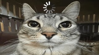 CATS LOADING😂 Funny Cat Videos − Funny Cats