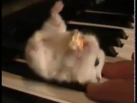 Hamster On A Piano (Eating Popcorn) - Parry Gripp