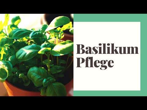 Basil care - How to do it right!