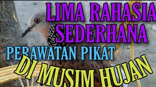 Download lagu CARA PERAWATAN PIKAT TEKUKUR SEDERHANA SAAT MUSIM HUJAN || AGAR PIKAT TETAP STABIL ||. mp3 Download lagu CARA PERAWATAN PIKAT TEKUKUR SEDERHANA SAAT MUSIM HUJAN || AGAR PIKAT TETAP STABIL ||. mp3
