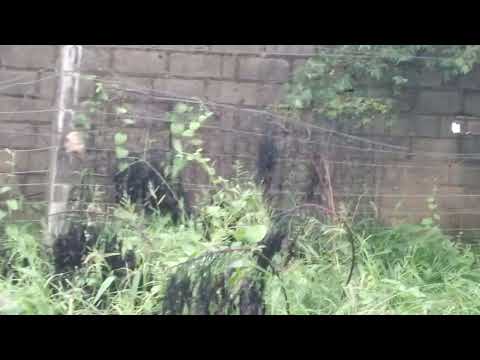 LINDO DIA EM SENTO SÉ BAHIA 