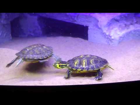 comment remplir un aquarium pour tortue
