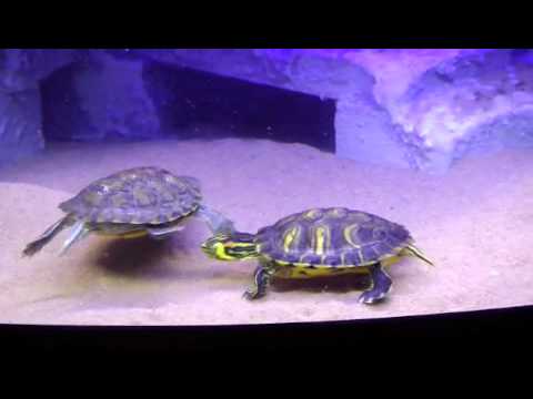 comment nettoyer aquarium avec poissons dedans