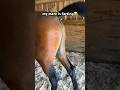 My Mare Walks Over To Me Farting The Entire Time Shorts