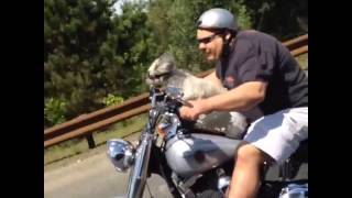 animales  el perro en la motocicleta