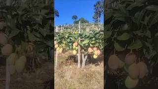 Download lagu Exotic mango plantation mp3 Download lagu Exotic mango plantation mp3