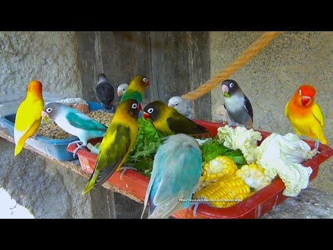 Lovebirds Meal Time - Saturday, September 18th, 2021 - All Lovebirds Chirps All Day