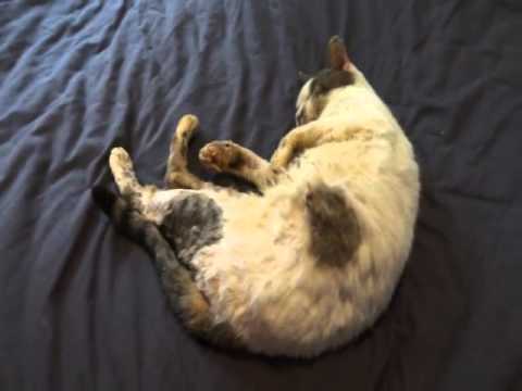 comment soigner la gale des oreilles d'un chat