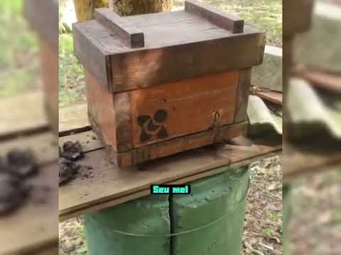 A Monarquia da Manduri!@MeliponarioOuroLiquido 