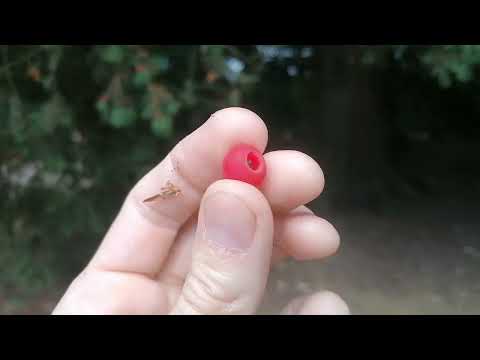 Yew Tree Berry Tasting