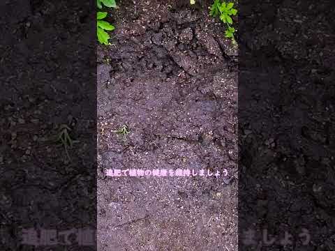 セインツアイスを避けて植えるのに適した時期を選ぶ寒さを恐れない野菜はどれですか