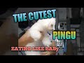 PINGU EATING BREAKFAST