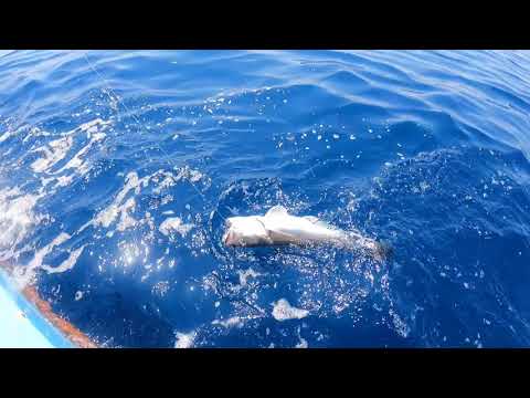 Fishing Experience Dubrovnik-Croatia Part 2