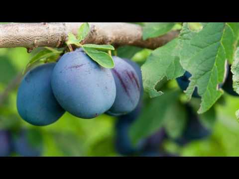 Agro panorama ep. 142  26.05.2017.