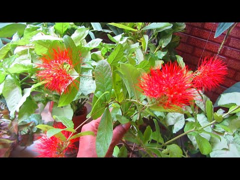 Powder Puff Flower | Growing & Caring Tips | Urdu/Hindi