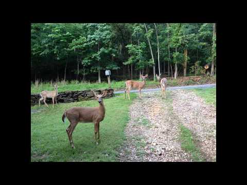 Compilation of My Dear Deer Friends