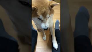 無限にナデナデを要求する柴犬さんが可愛い！　 #shiba ＃柴犬 #赤柴 #犬