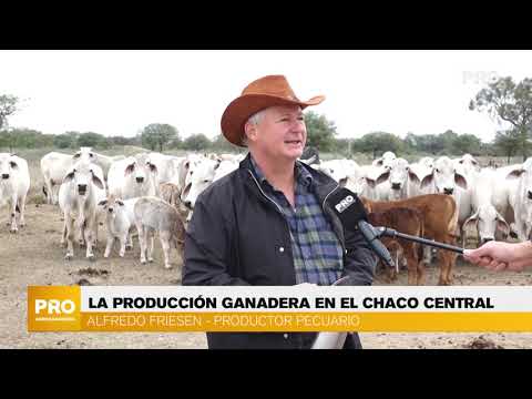 La producción ganadera en el Chaco Central