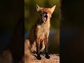 Fox barking #sound