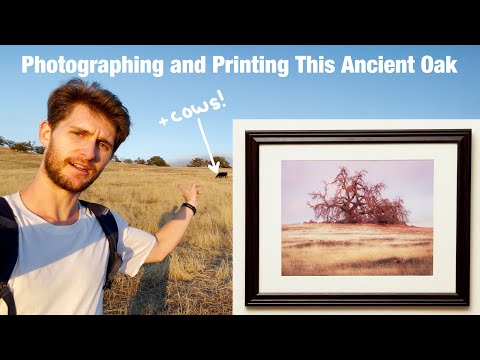 Photographing Dead Trees in Southern California | Landscape Photography