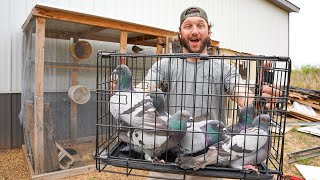 Trapping Pigeons So I Can Sell Them.. My New Pigeon Farm!