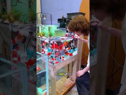 قطع القطن نظفت مياه حوض السمك 🐟
