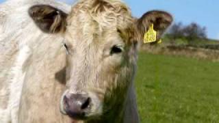 preview picture of video 'Watching the Action, Cattle are Curious Beasts'