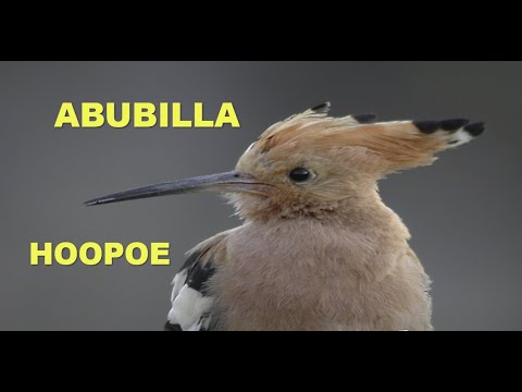 Abubilla ( Upupa epops ) Hoope