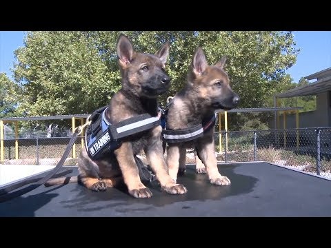 Watch Puppies Who Are Training To Be Police K9's Get Distracted By Toys