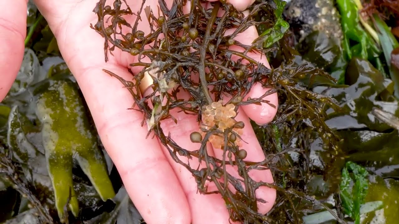 Descubre los diferentes tipos de algas marinas con los Naturalistas de playa de Seattle Aquarium.