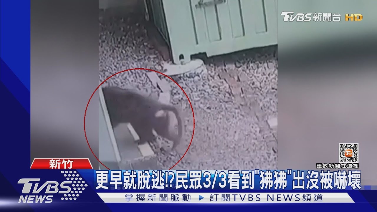 下雨遊客減 六福村關「野生動物區」看嘸狒狒