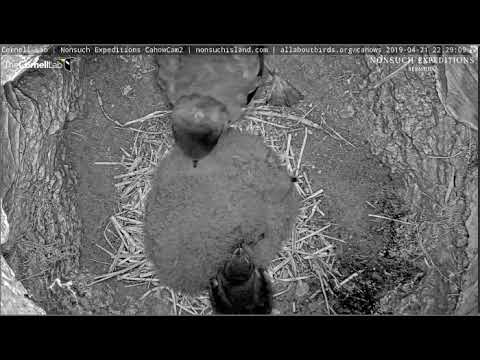 Surprise visitor to the Cahow chick's burrow 4/21/19