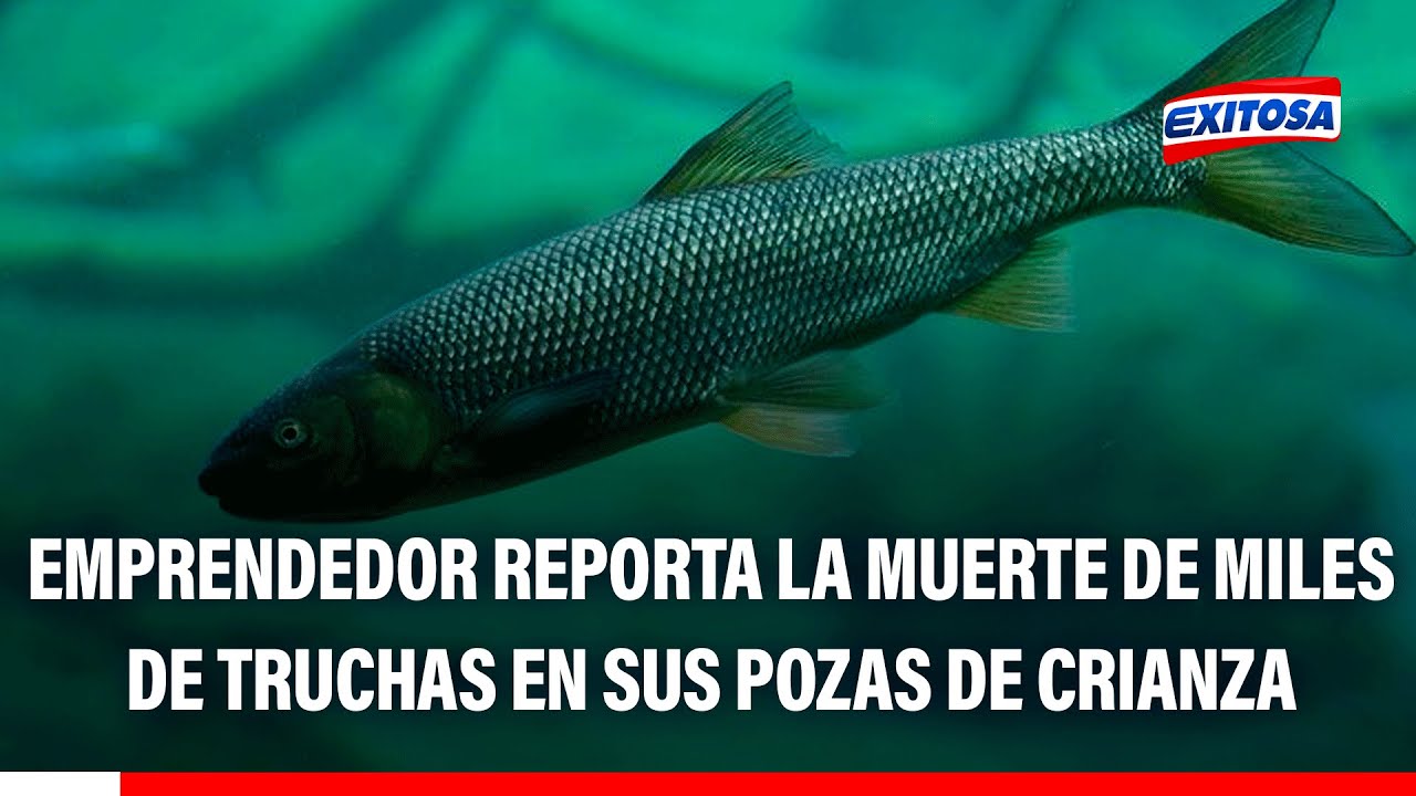 🔴🔵 Emprendedor reporta la muerte de miles de truchas en sus pozas de crianza: "Han sido envenenadas"