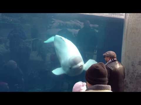 Beluga Whale dances to 