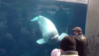 Beluga Whale dances to 