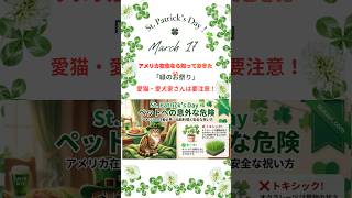 世界🌍がアイリッシュになる日　3月17日はセントパトリックデー　#アメリカ生活 #セントパトリックデー　#shorts
