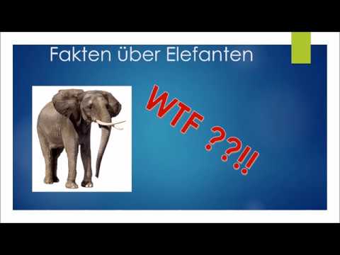 Fakten über Elefanten