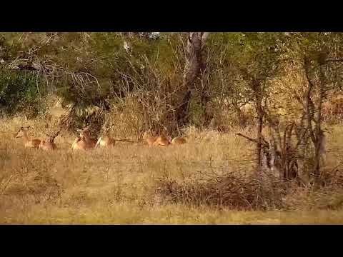 Djuma: Impalas resting - 10:15 - 07/14/21
