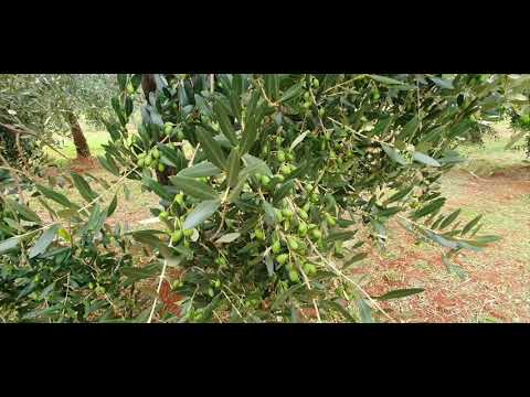 Priprema maslinika za berbu